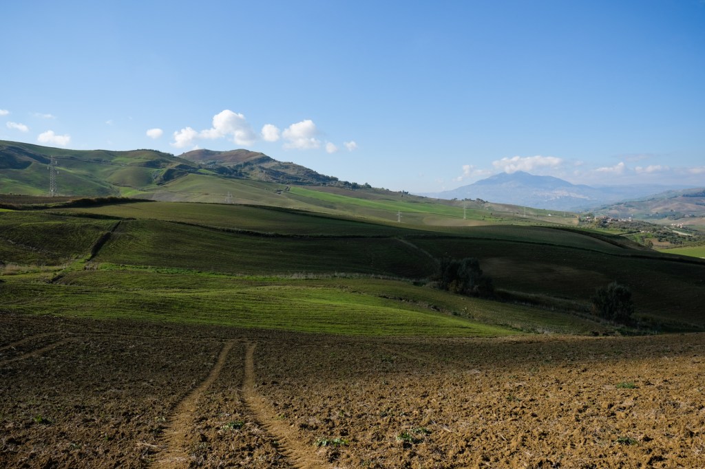 Wheat fields on Fastuchera farm in Italy 