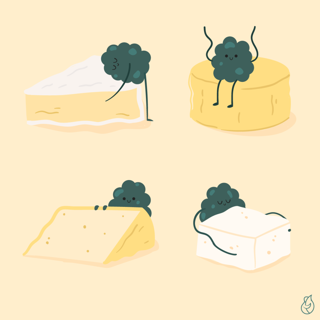 Illustration de plusieurs morceaux de fromages, camembert, manchego et roquefort avec de la moisissure