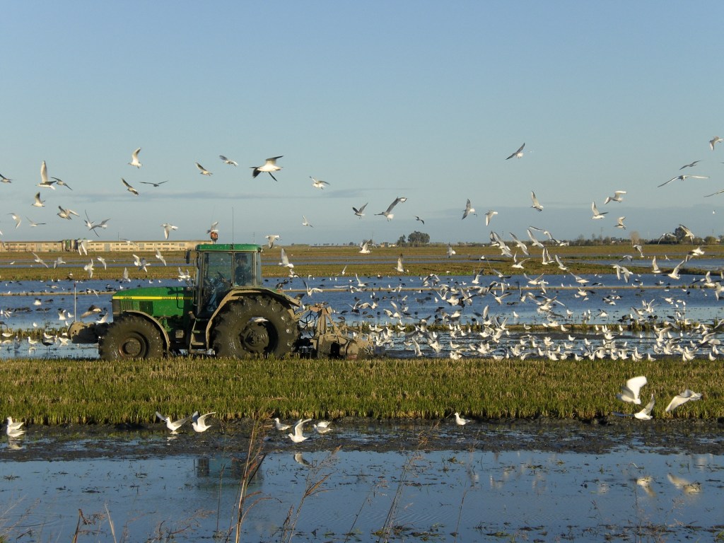 Der Traktor f&auml;hrt durch das Reisfeld, w&auml;hrend die V&ouml;gel &uuml;ber ihm fliegen