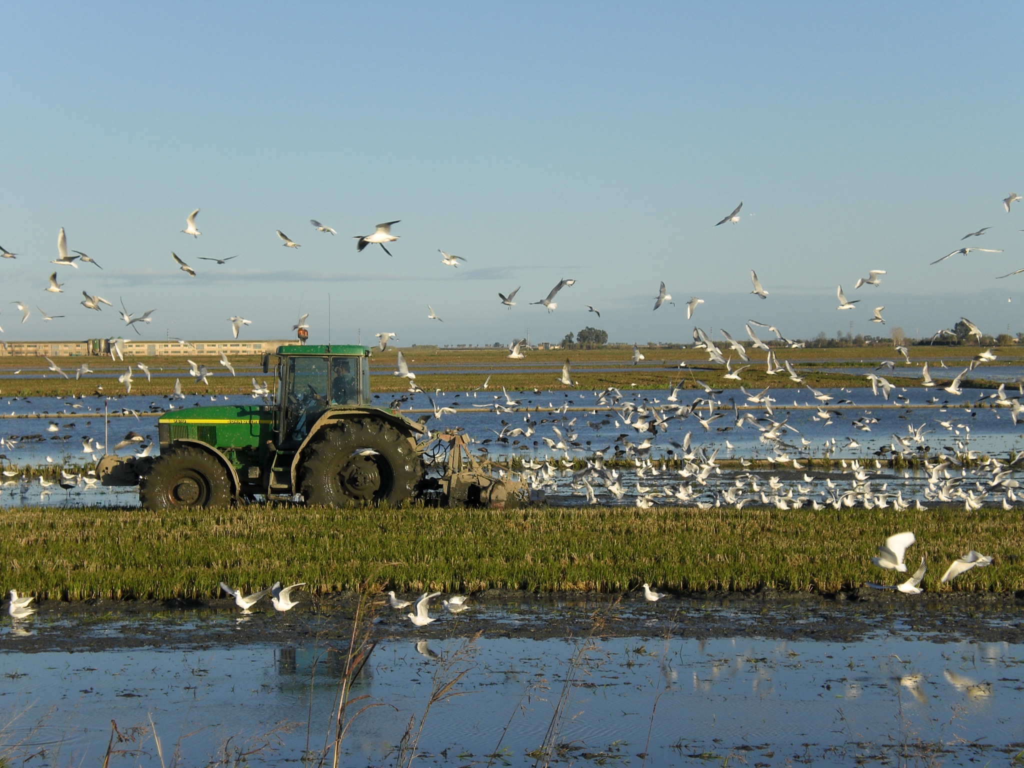 Un tracteur qui prépare le champ avec des oiseaux qui volent au-dessus