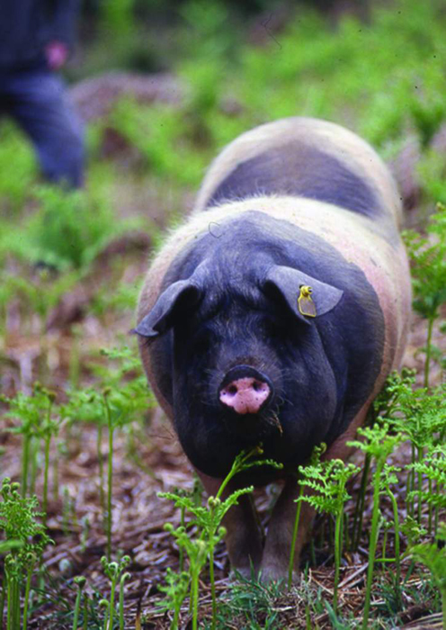 Et voilà un cochon heureux à caresser quelque part en Limousin.