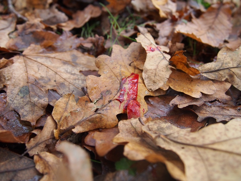 La forêt va voir rouge...