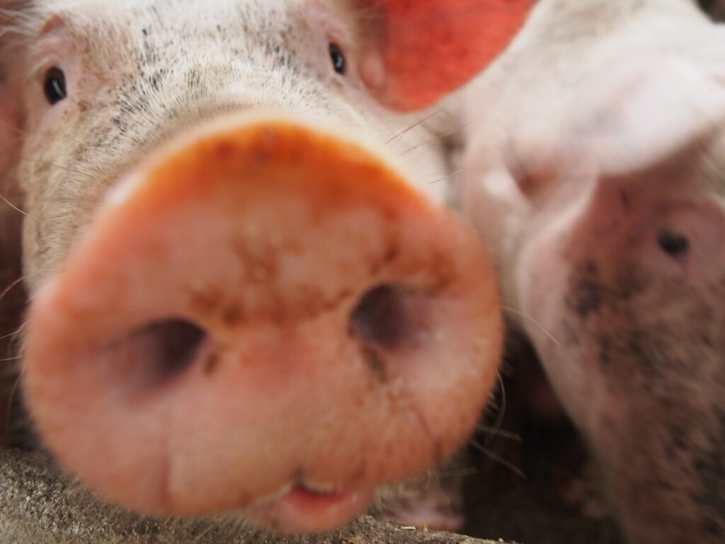 Gruik gruik ! Curieux, les porcs de la ferme n'ont pas peur des hommes.