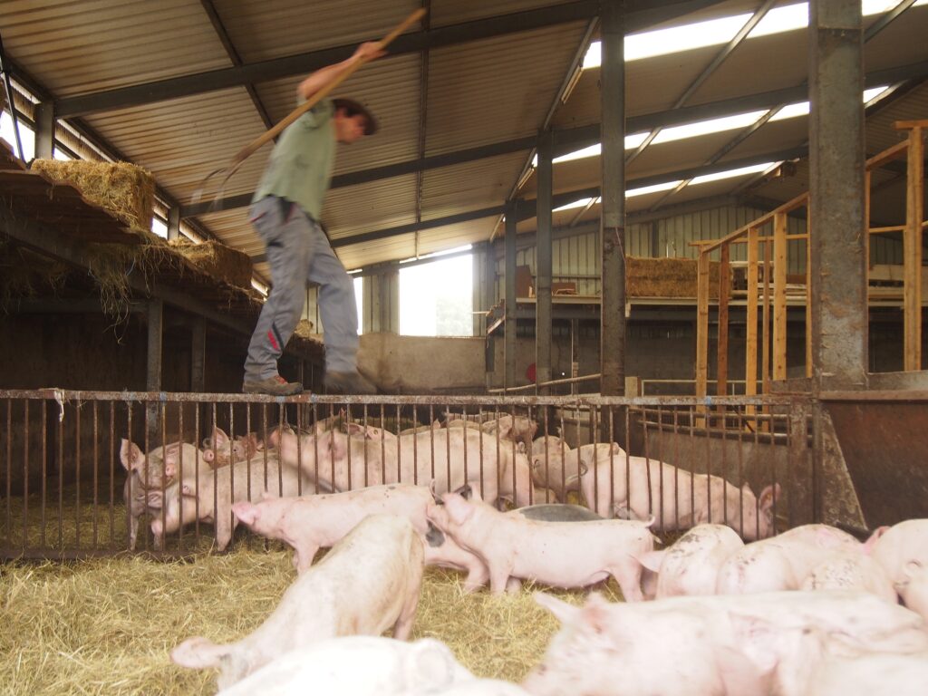 Charles fait l'andouille quand il funambulise au dessus des porcs.