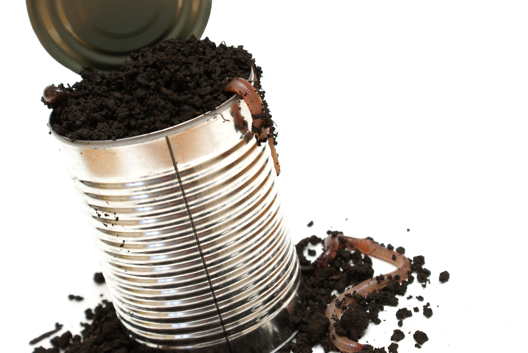 Vers de terre dans une bo&icirc;te de conserve