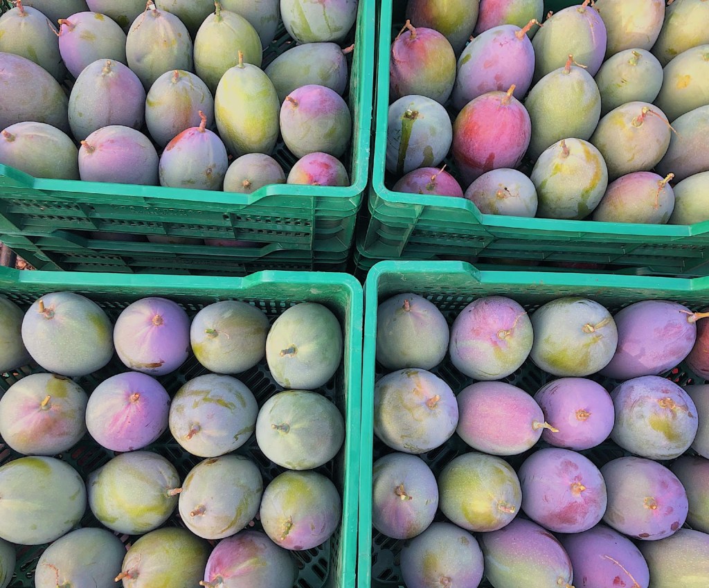4 boxes of ripe mangoes