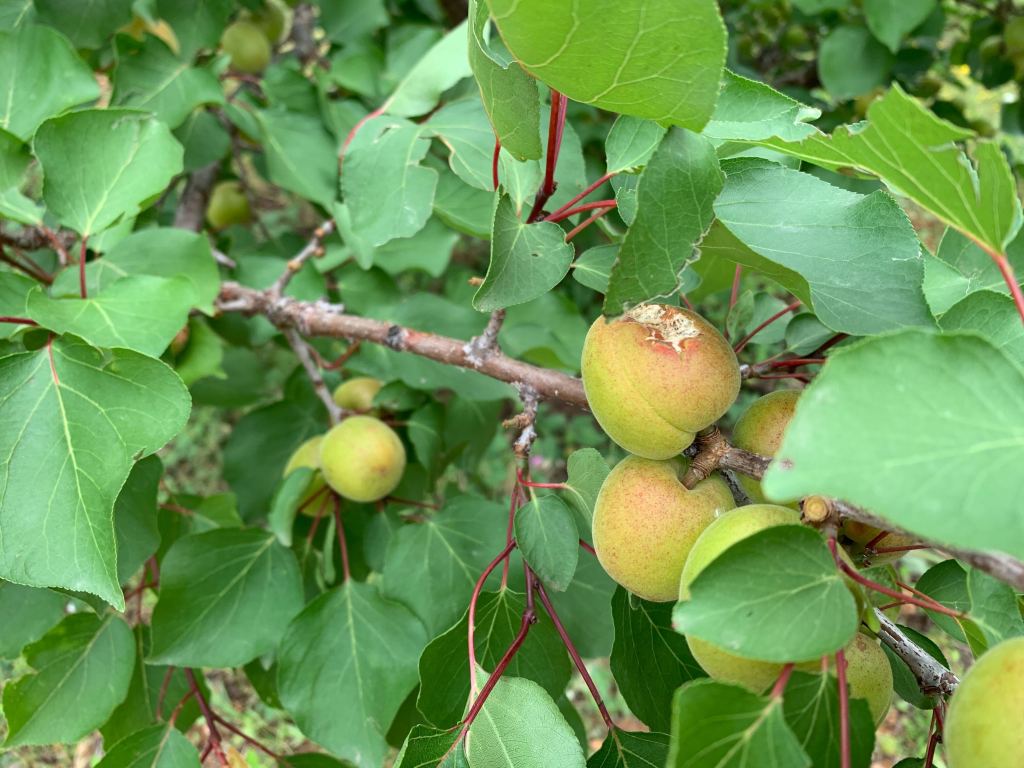 Abricots sur une branche abim&eacute;s par la gr&ecirc;le