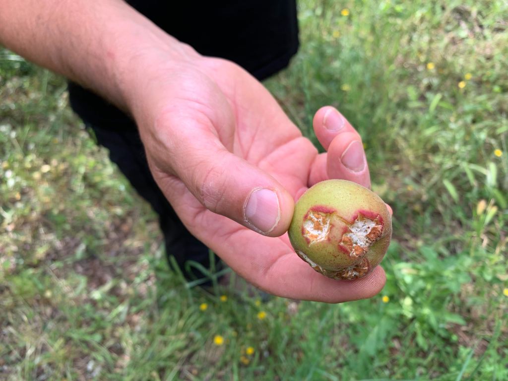 Hail-damaged apricot in a farmer's hand