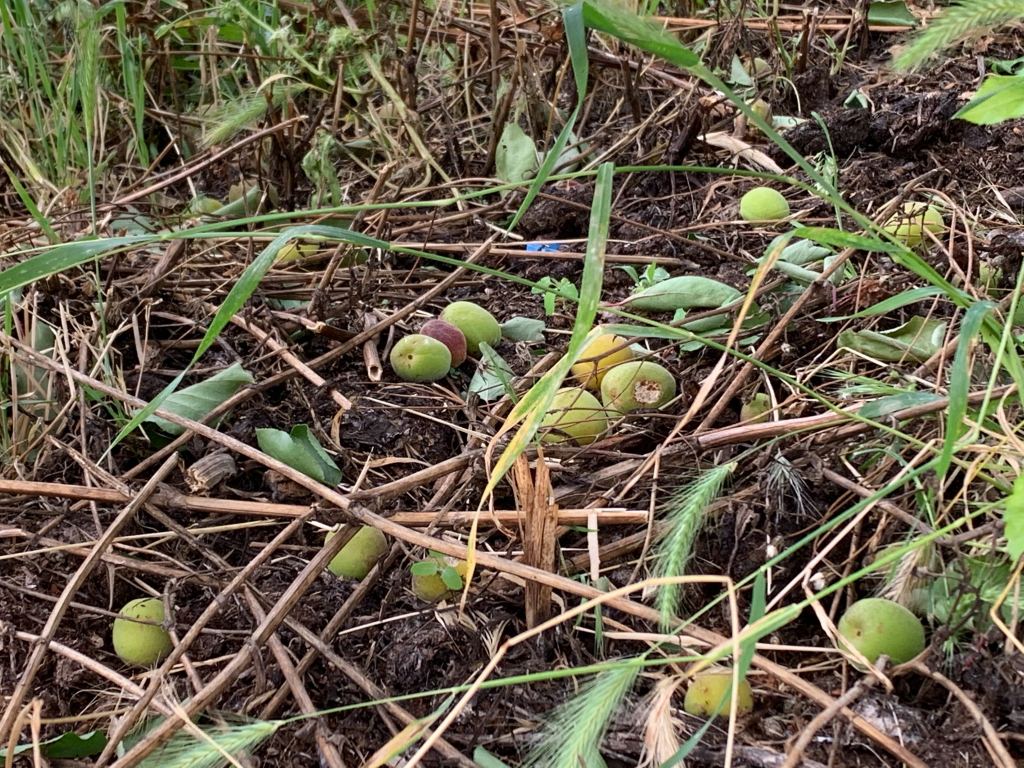 Hail-damaged apricot harvest