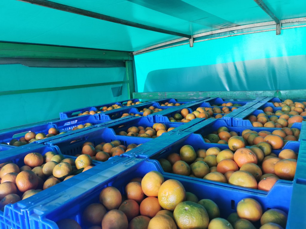 The orange harvest in boxes