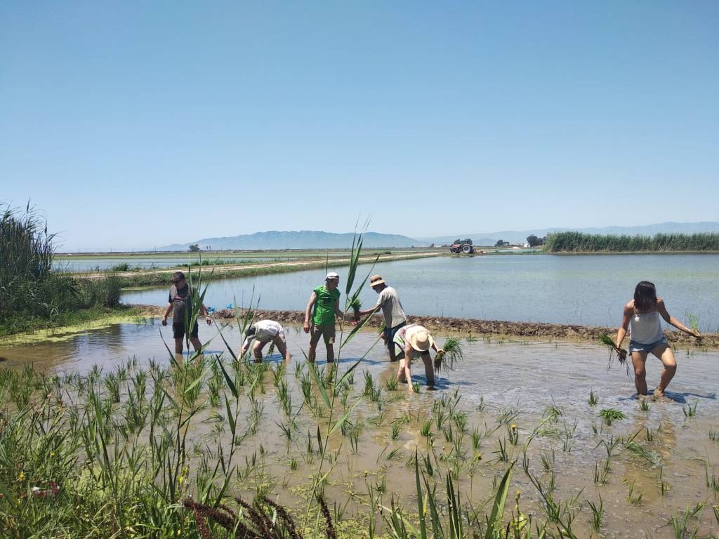 Agriculteurs qui travaillent dans le champ de riz de Riet Vell dans le delta de l'Ebro