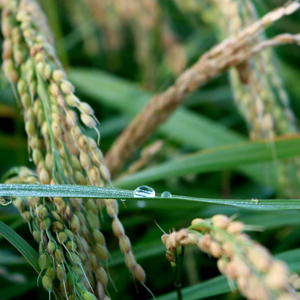 A drop of water on an ear of wheat