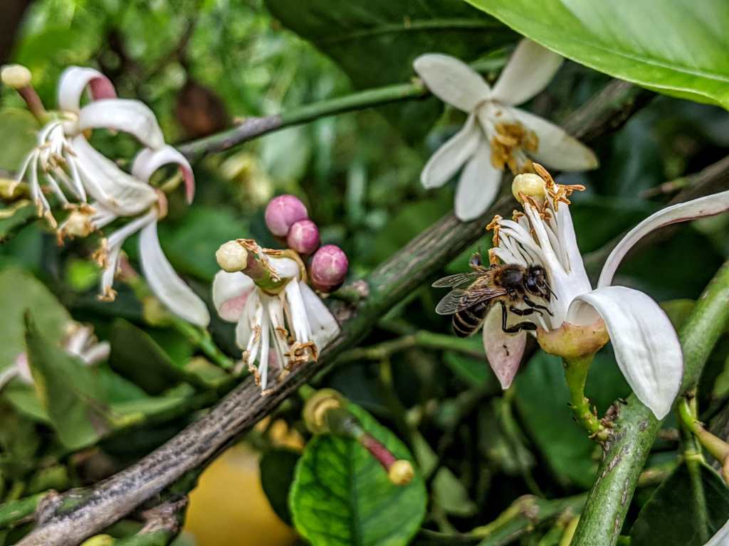 Une guêpe sur une fleur de citrionnier