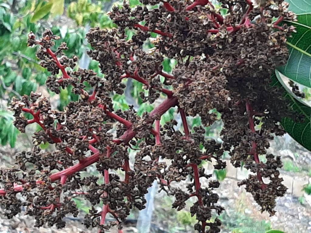 La branche d'un manguier br&ucirc;l&eacute;e par le soleil