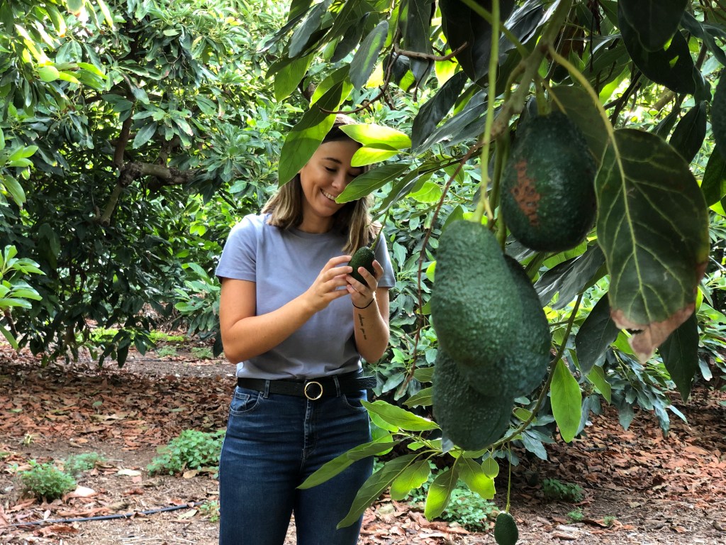 Maria Martínez pflückt Avocados von einem Avocadobaum