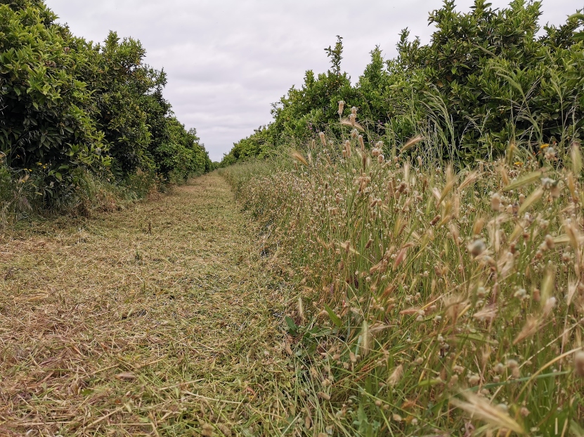 Der Grasschnitt zwischen Orangenb&auml;umen