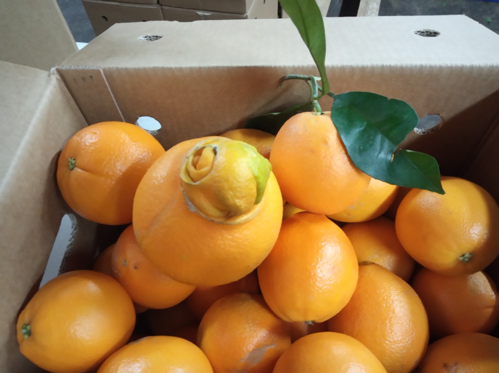 Orangen in einer Kiste