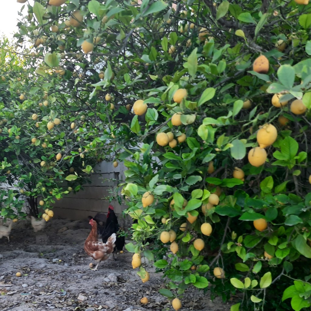 Des poules dans les champs de citronniers