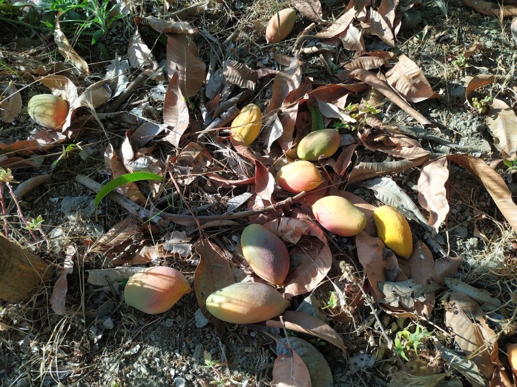 Des mangues ab&icirc;m&eacute;es sur le sol avec des branches et des feuilles