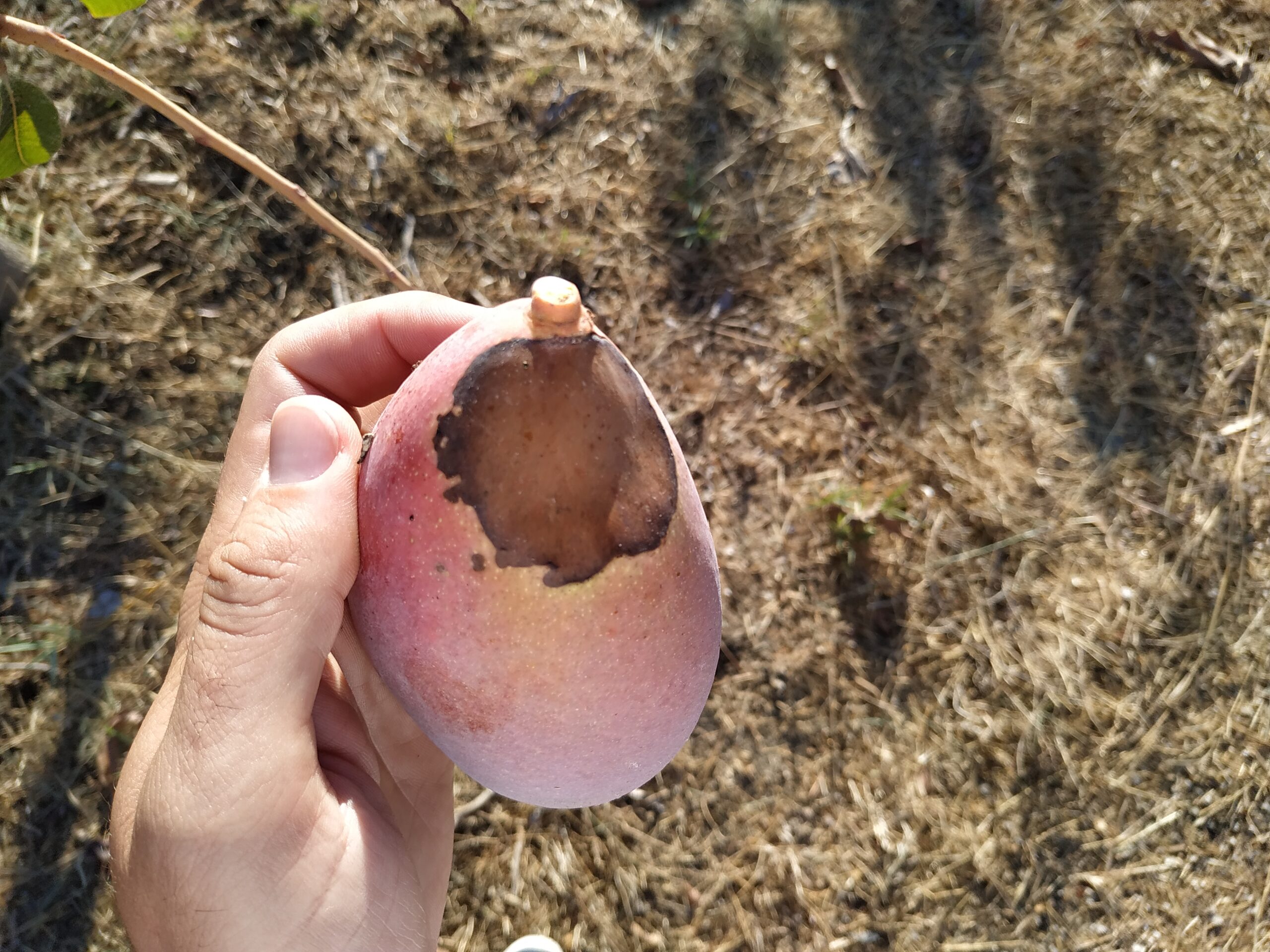 Personne qui tient une mangue t&acirc;ch&eacute;e par le soleil dans sa main