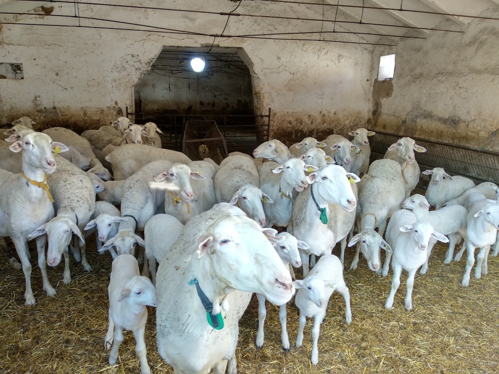 Ewes and lambs on the farm