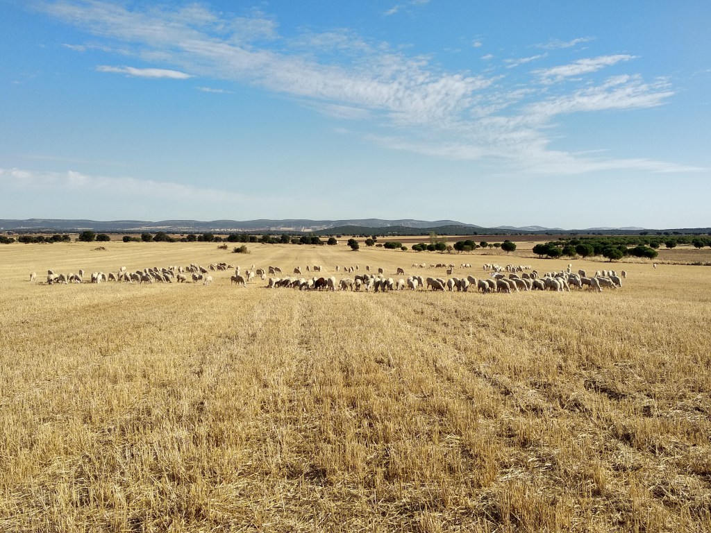 The ewes in the field feeding on the grass