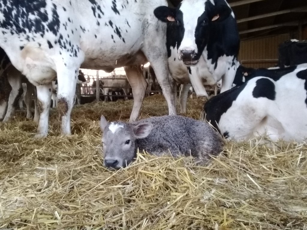 A calf in the straw with cows around