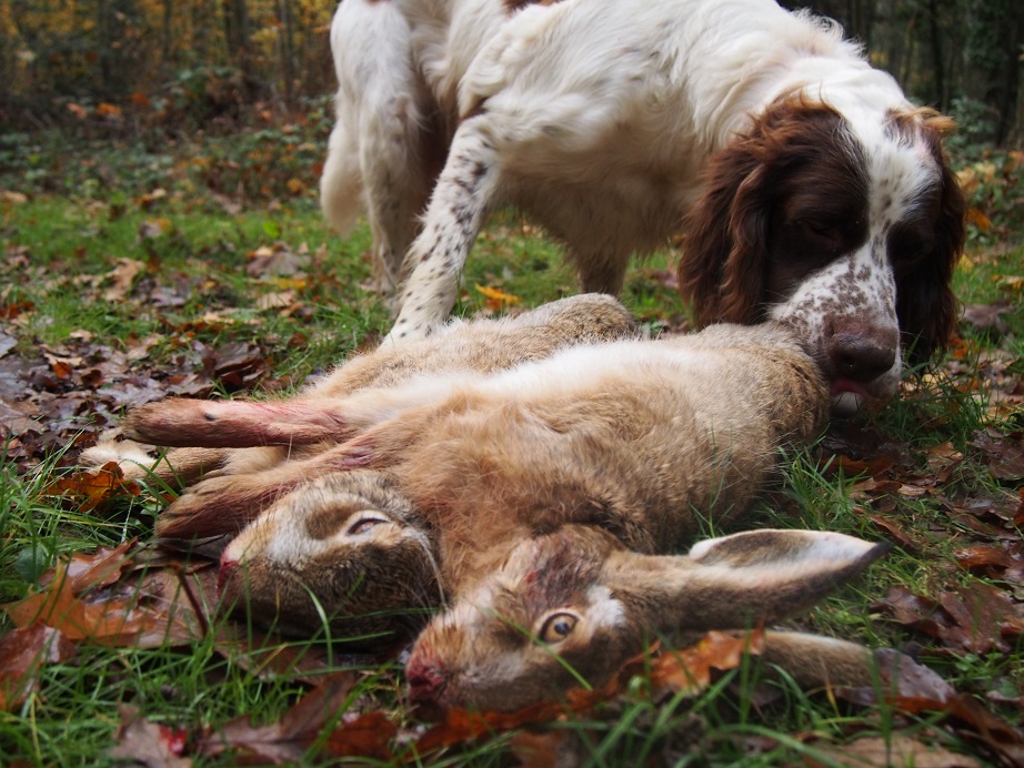 L'odeur du gibier met les chiens en transe.