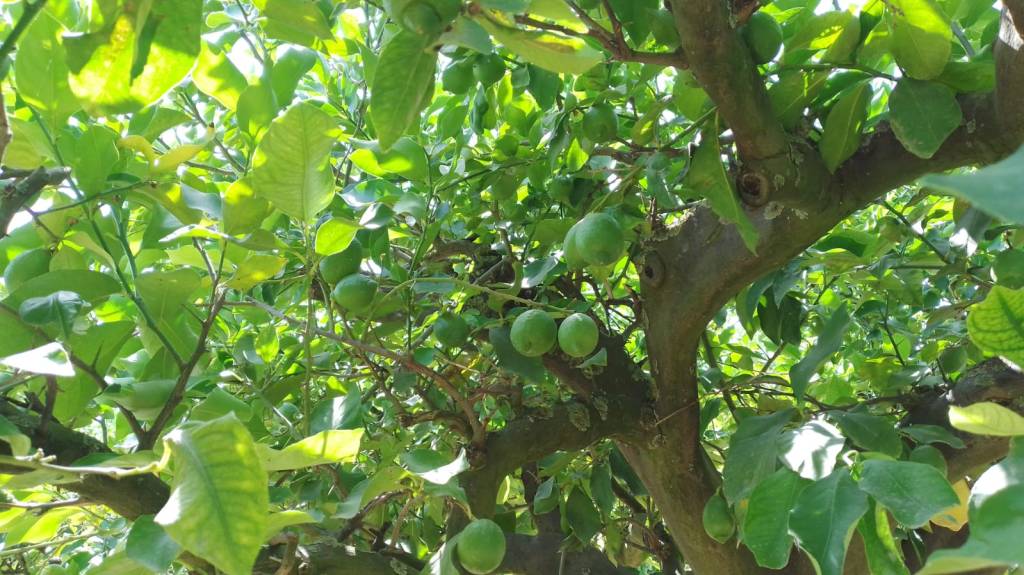 Un citronnier avec des citrons verts qui sont pas encore m&ucirc;res