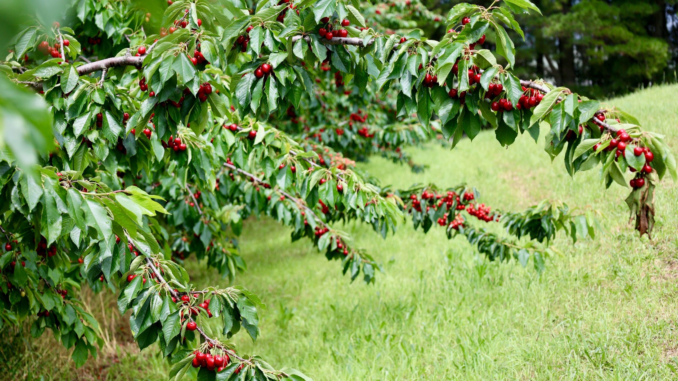 Tree branches full of cherries