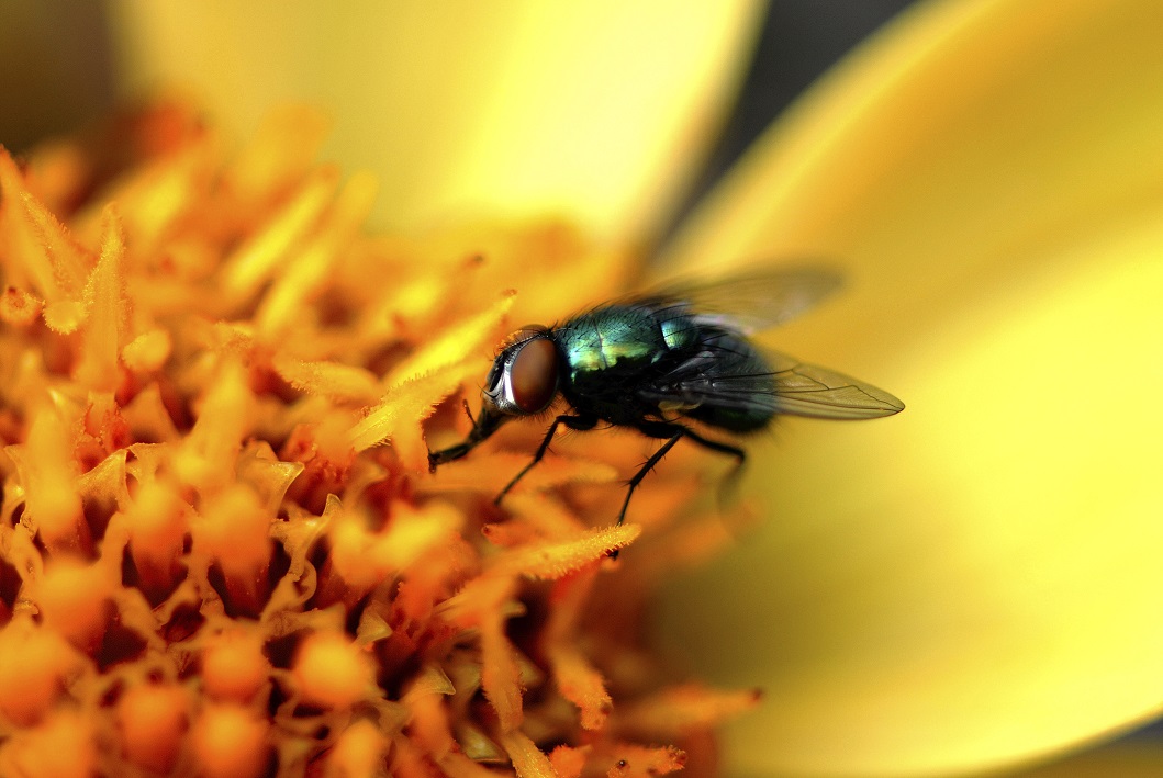 Une mouche domestique qui sirote du nectar.