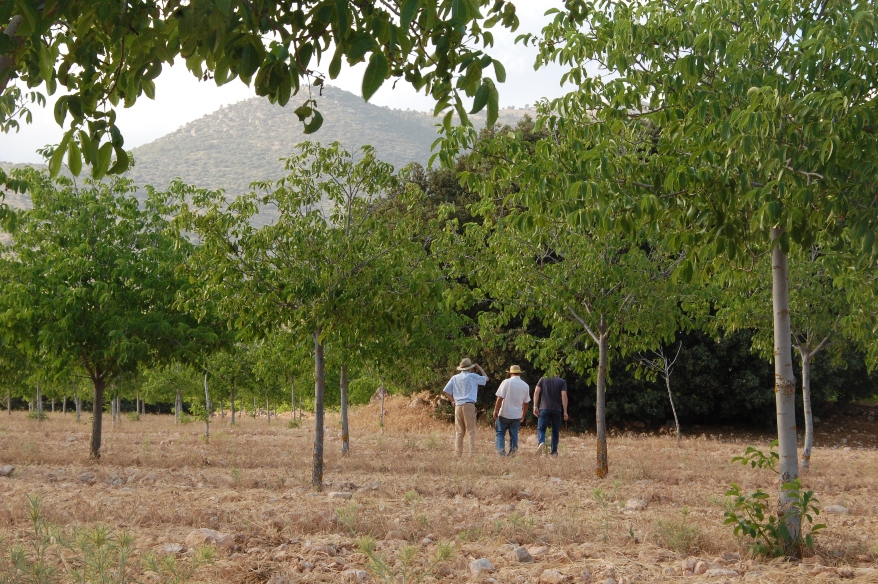 Trois personnes qui inspectent la plantation de noyers dans un champ  r&eacute;g&eacute;n&eacute;rateur