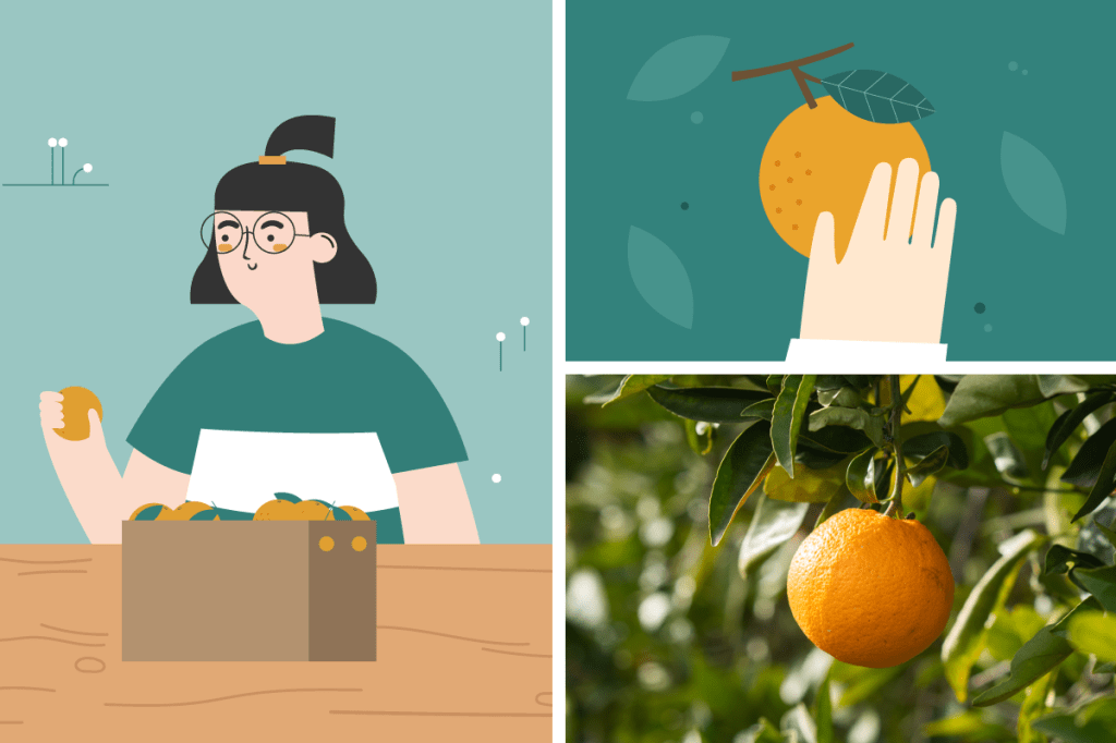 Ilustraci&oacute;n de una mujer con una caja de naranjas y una naranja en el &aacute;rbol