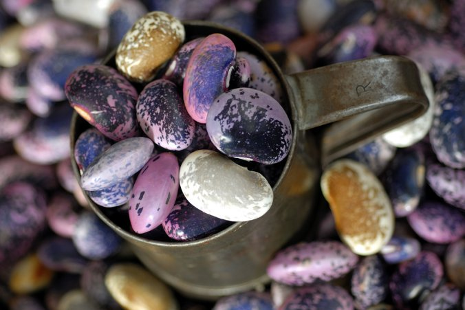 A cup filled with Styrian Scarlet Beans