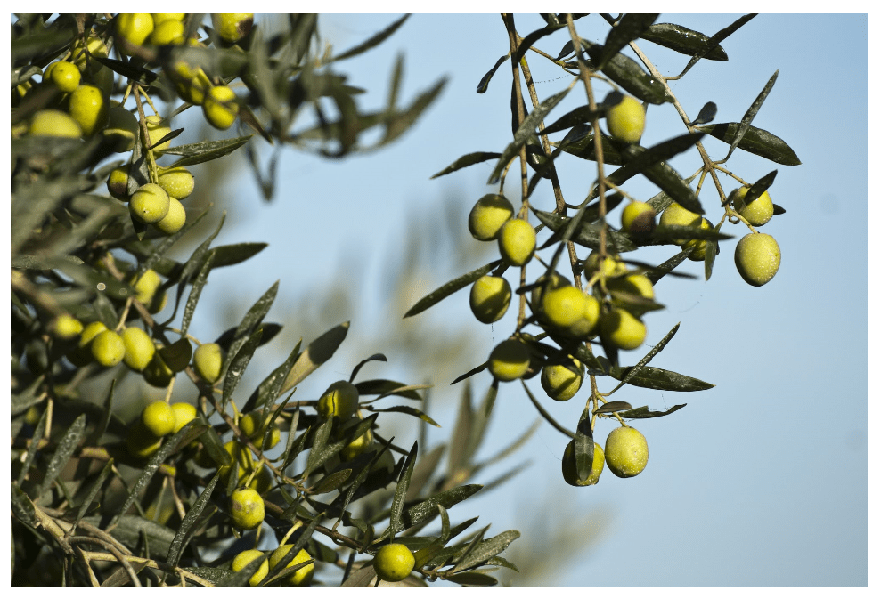 Green olives on an olive branch