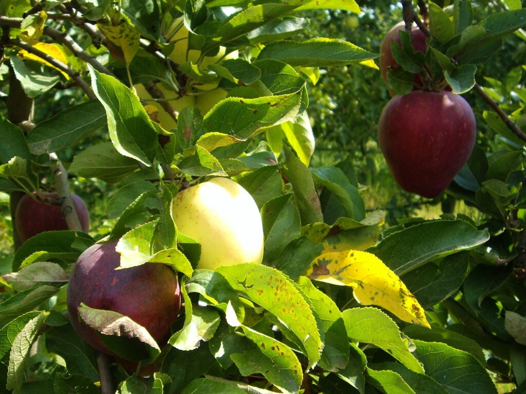 Manzanas de Begues. La superficie de esta finca destinada a manzanos es de media hectàrea y se obtienen 14.000 y 17.000 kilogramos por cosecha