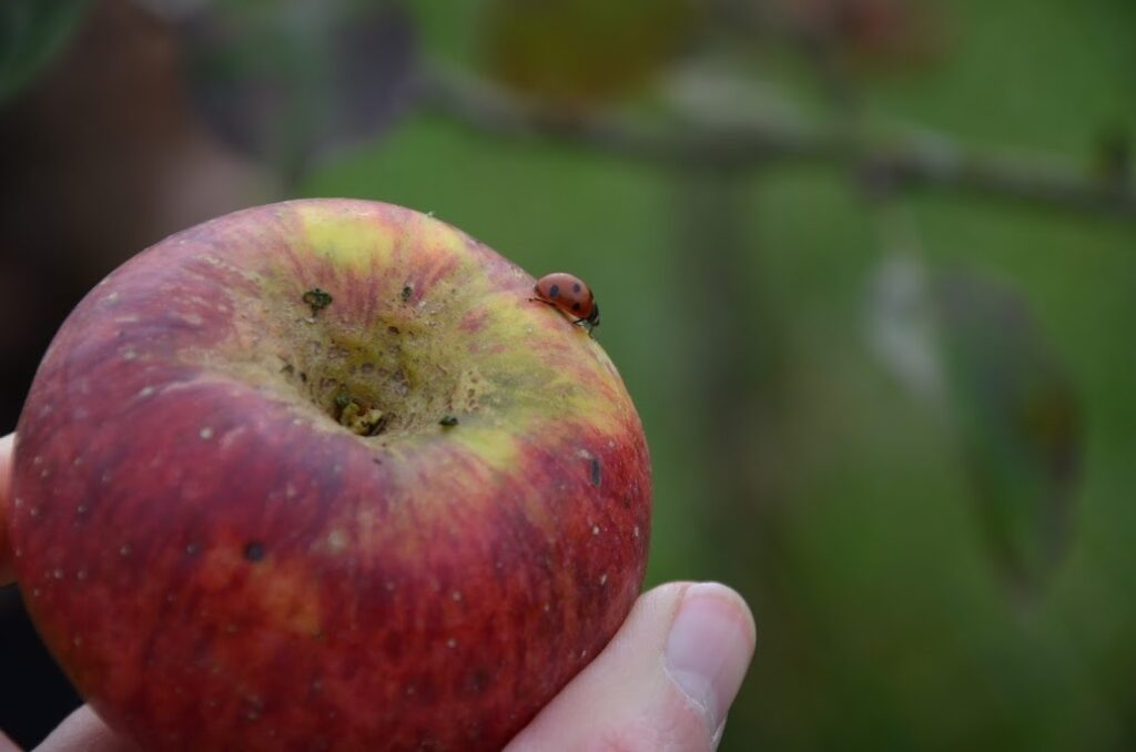 Des pommes qui ont du goût - et des coccinelles.