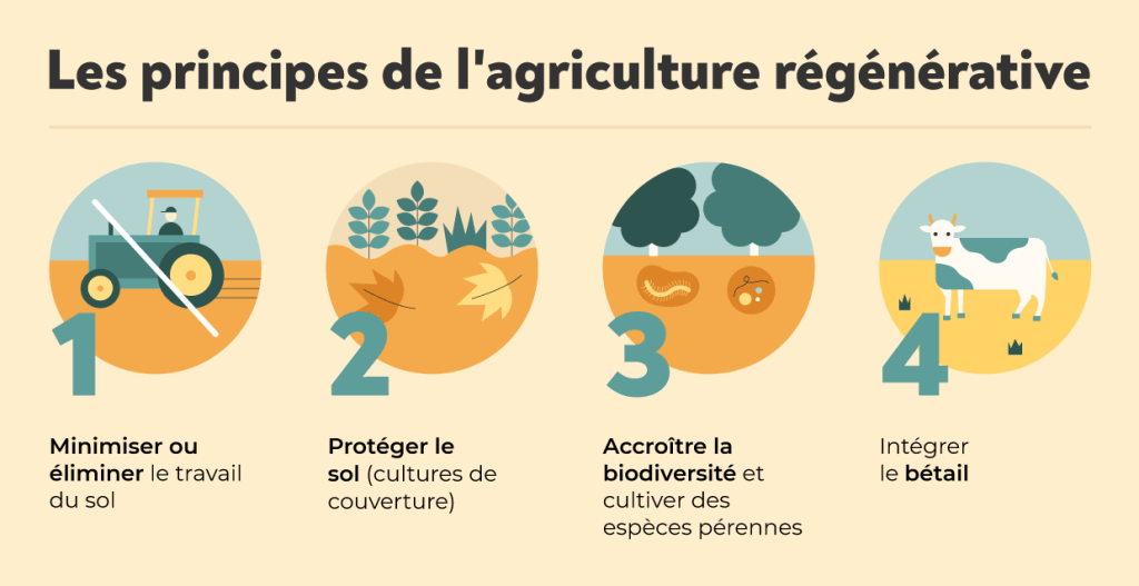 Les principes de l'agriculture r&eacute;g&eacute;n&eacute;rative