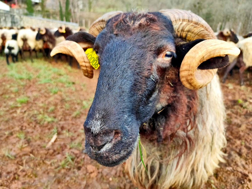 Une brebis avec des cornes
