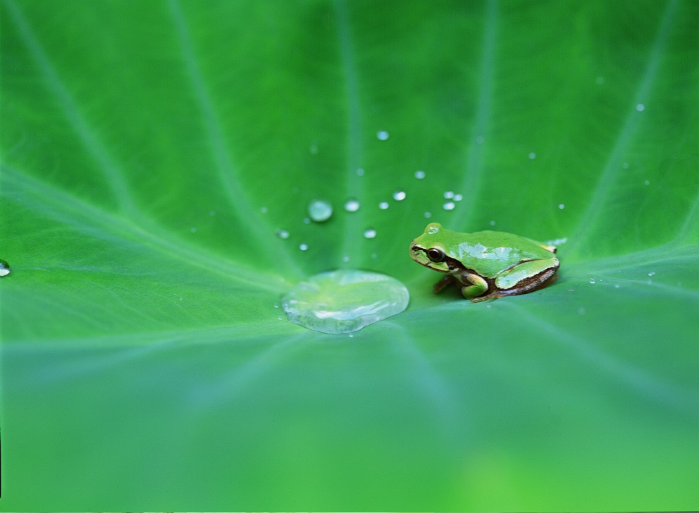 La vérité est comme la rosée du ciel : pour la conserver pure, il faut la recueillir dans un vase pur. (Jacques-Henri Bernardin de Saint-Pierre)