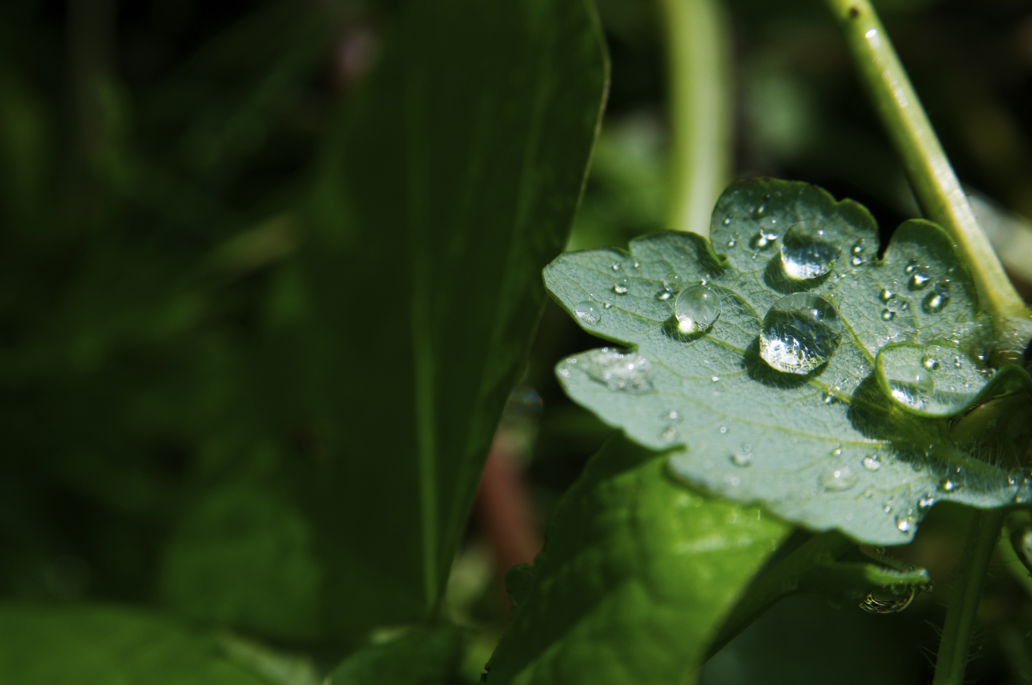 C'est dans la rosée des petites choses que le cœur trouve son matin et se rafraîchit. (Khalil Gibran)