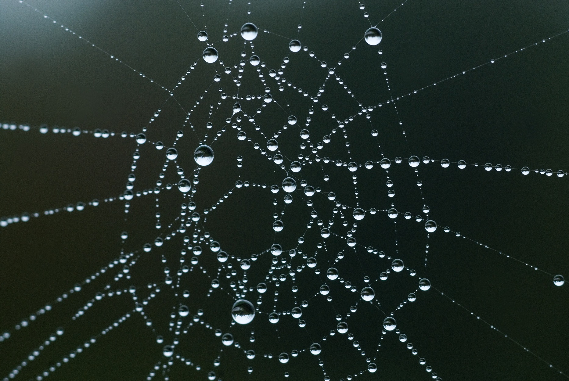 Quelques gouttes de rosée sur une toile d'araignée, et voilà une rivière de diamants. (Jules Renard) Quelques gouttes de rosée sur une toile d'araignée, et voilà une rivière de diamants. (Jules Renard) - Photo : Jens Kolk