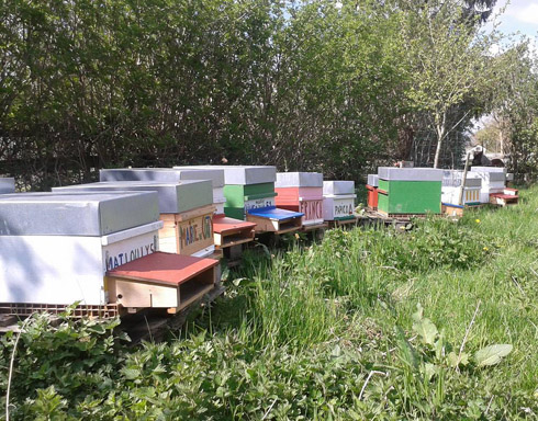 Le rucher des parrainages, visible à Wailly.