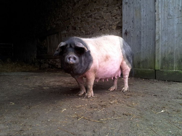Le Cul noir limousin fait partie des 6 races de porcs anciennes préservées avec le Pie noir du Pays basque, le Porc blanc de l'Ouest, le Porc de Bayeux, le Porc gascon et le Porc de Corse.
