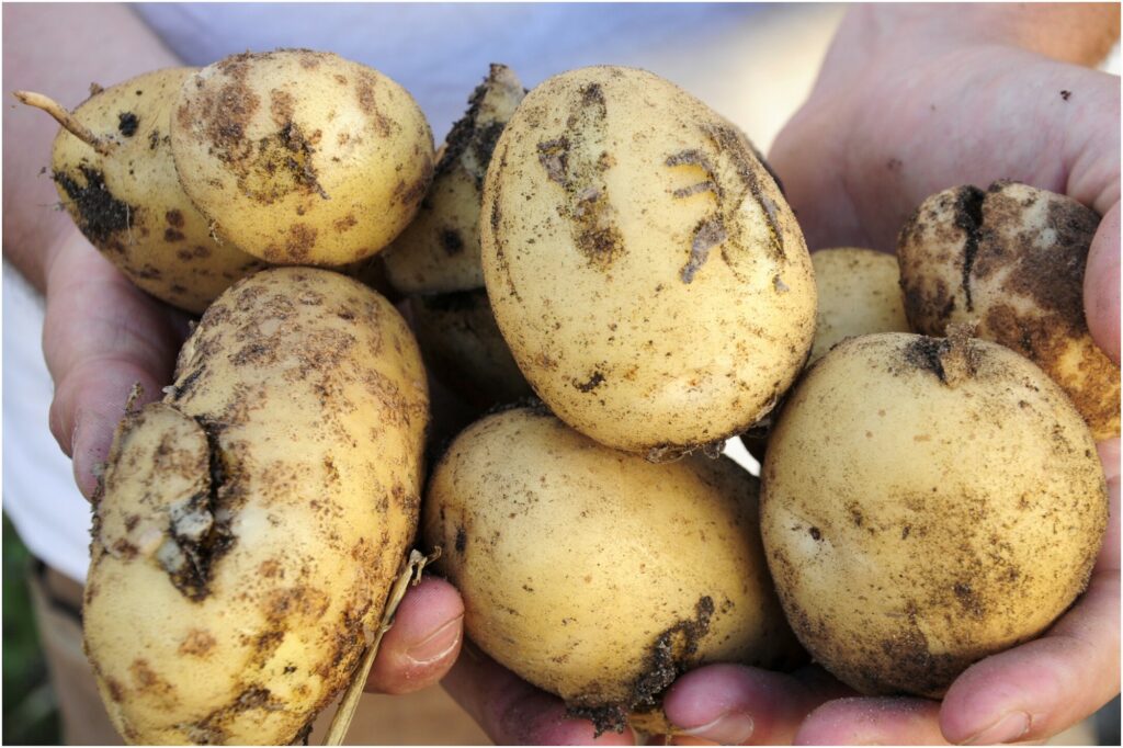 tajine pommes de terre du jardin