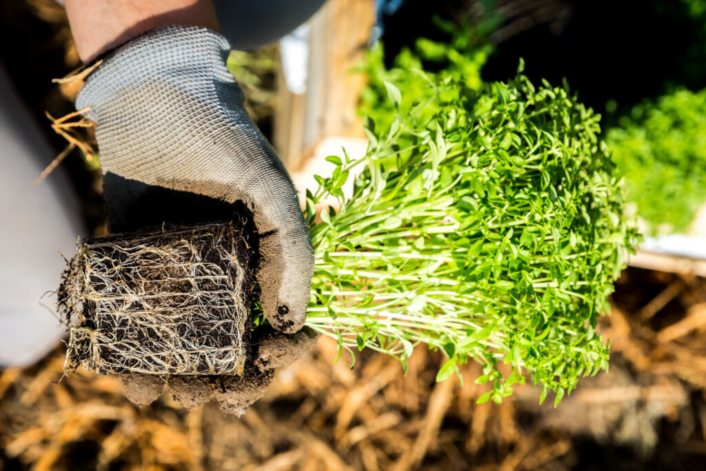 travaso di una pianta
