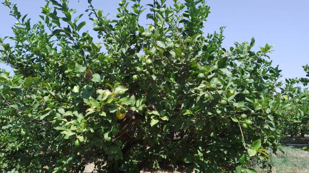 Un citronnier avec des citrons qui m&ucirc;rissent