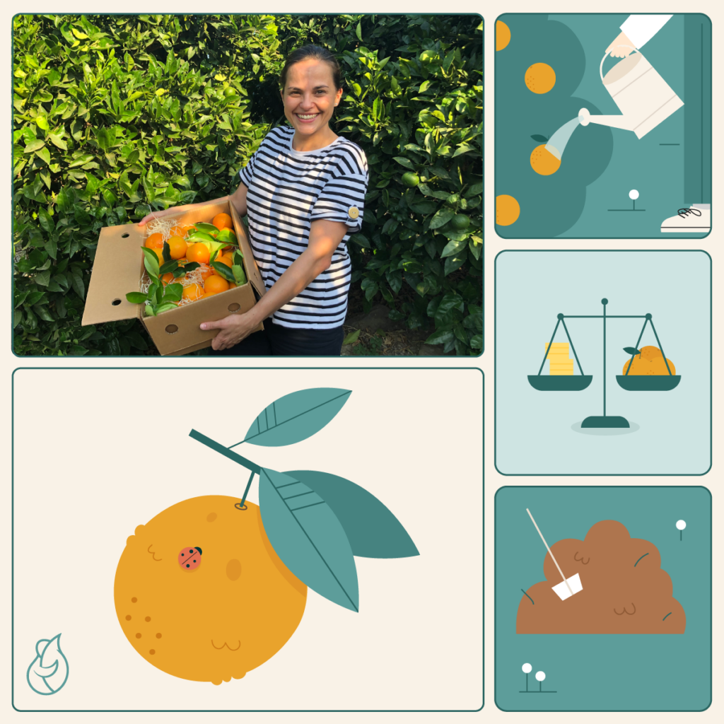 Ilustraci&oacute;n del proceso de cultivo de naranjas con Mar&iacute;a Luisa